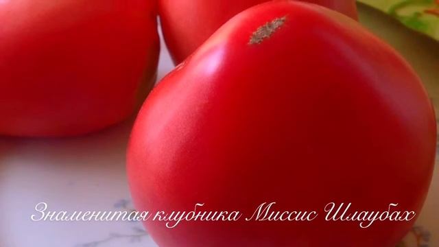 #65 сортов томата.#Коллекция семян томата.#tomato collection
