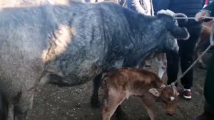 МОЛБОЗОРИ ЁВОН НАРХИ ГОВИ ШИРТЕ 10 ЛЕТРА