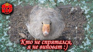 Пирожки, собакен и гуси :)