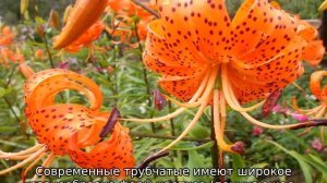 Сорта лилий