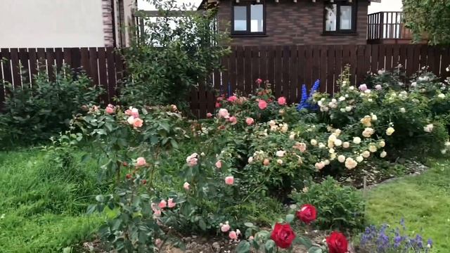Торжество цветения! Июльский сад.My beautiful garden! 11.07.20 смотреть онлайн