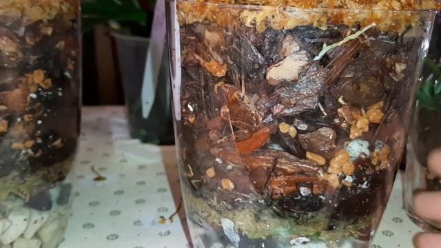 Посадка Орхидей в Закрытую Систему - 1 | Cambria, Zygopetalum, Colmanara смотреть онлайн