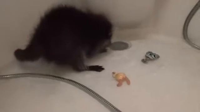 Шанти играет в ванне с водой смотреть онлайн