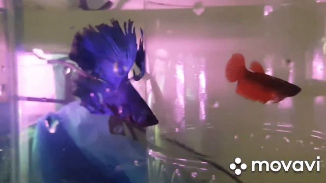 Агресивный петушок. Отсадил самку. смотреть онлайн