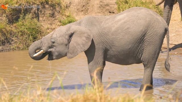 Food of animals: elephant, duck, horse, goat, giraffe - Part 5 смотреть онлайн