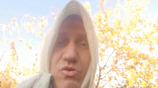 Поросль побеги слива отводки