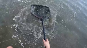 Ловля сазана на жмых