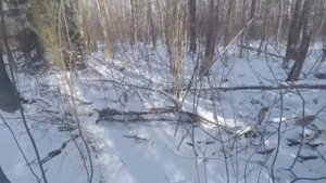 Охота с лайками на куницу. В западне...
