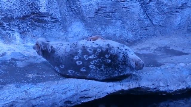 Comparing Seals and Sea Lions смотреть онлайн