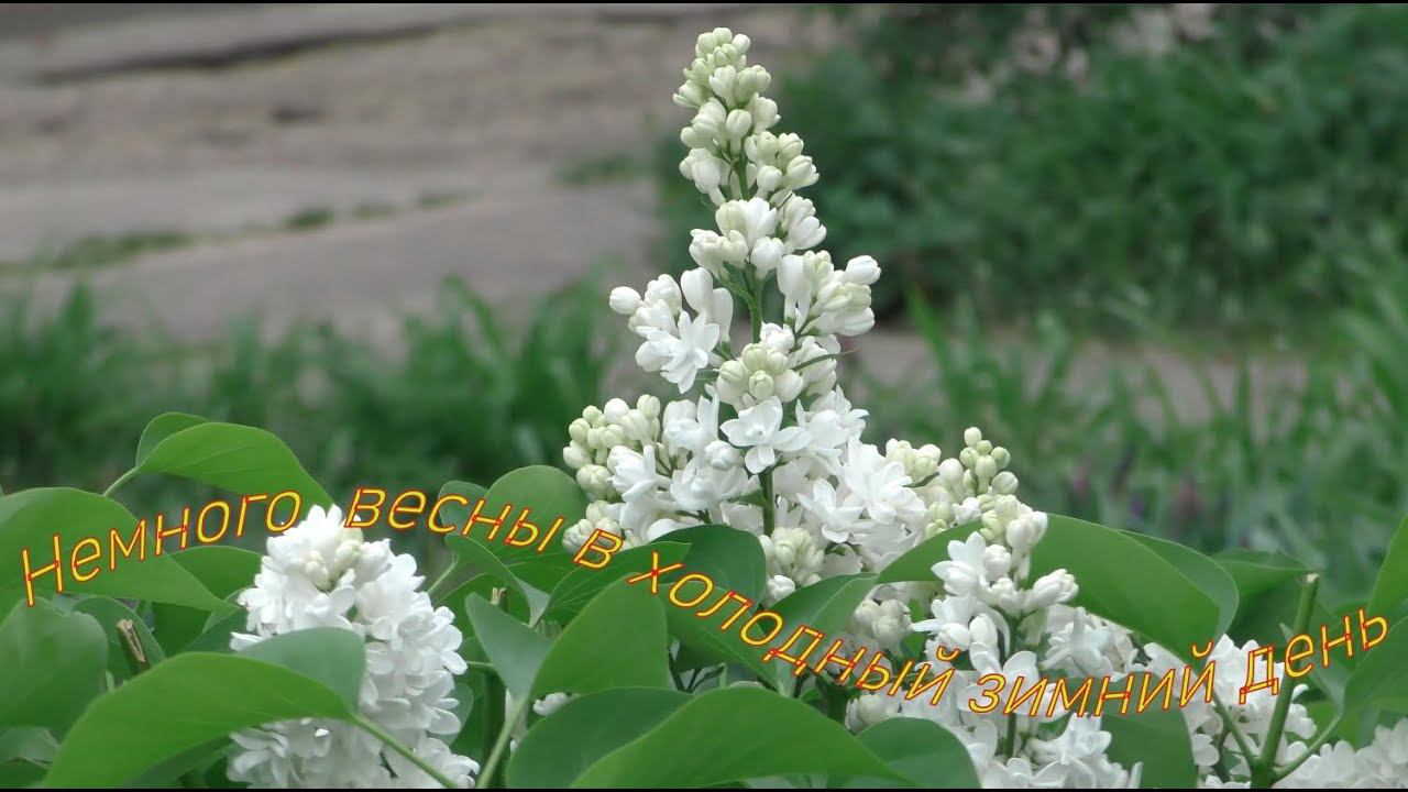 Немного весны в первый день зимы