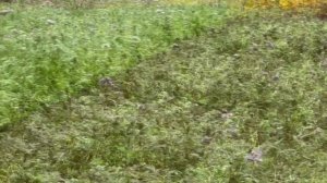 Подготовка огорода к зиме