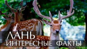 Лань. Интересные факты