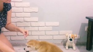 ДРЕССИРОВКА ЩЕНКА АКИТА ИНУ. Первые шаги к сознательной жизни!