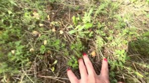 Весенние маслята, где растут и как собирать. Грузия . @Svetich_Georgia  #маслята #грибы #грузия