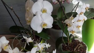 Кто БЕЛЕЕ всех у меня ? обзор и сравнение белых орхидей / Сого Юкидан как отличить