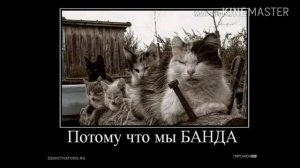 Коты бандиты