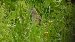 Коростель кричит