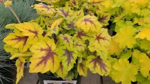 Heucherella 'Catching Fire' (Foamy Bells) // Tremendous, Brightly Colored Perennial.