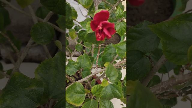 Hibiscus flowers Bloom ing in Shri mati Radharani ji s Garden