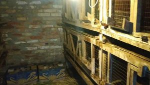 Содержание кроликов. Что для этого нужно???