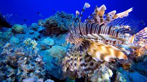 Pterois miles, the devil firefish or common lionfish