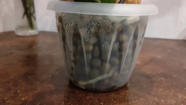 27.01.21. недавно пересаженные ОРХИДЕИ из Леруа Мерлен..  первый полив..