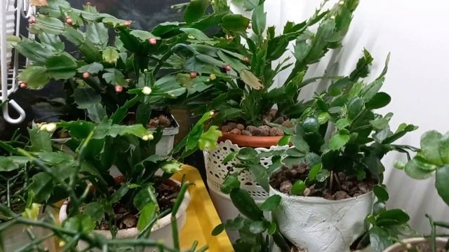 СЕРЕДИНА ОКТЯБРЯ.ШЛЮМБЕРГЕРЫ НАБИРАЮТ БУТОНЫ!? Обзор лесных кактусов. смотреть онлайн