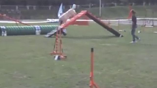 голден Келвин дебют