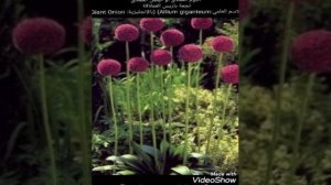 الثوم العملاق أو البصل العملاق نجمة باريس العملاقة  (الاسم العلمي:Allium giganteum) (بالإنجليزية: G