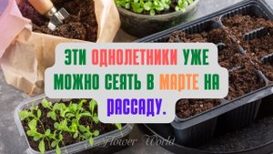 Эти однолетники уже можно сеять в марте на рассаду.???
