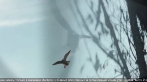 Лучшие манки на утку топ 10.