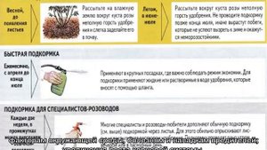 Чем подкормить лилейники перед цветением и после,