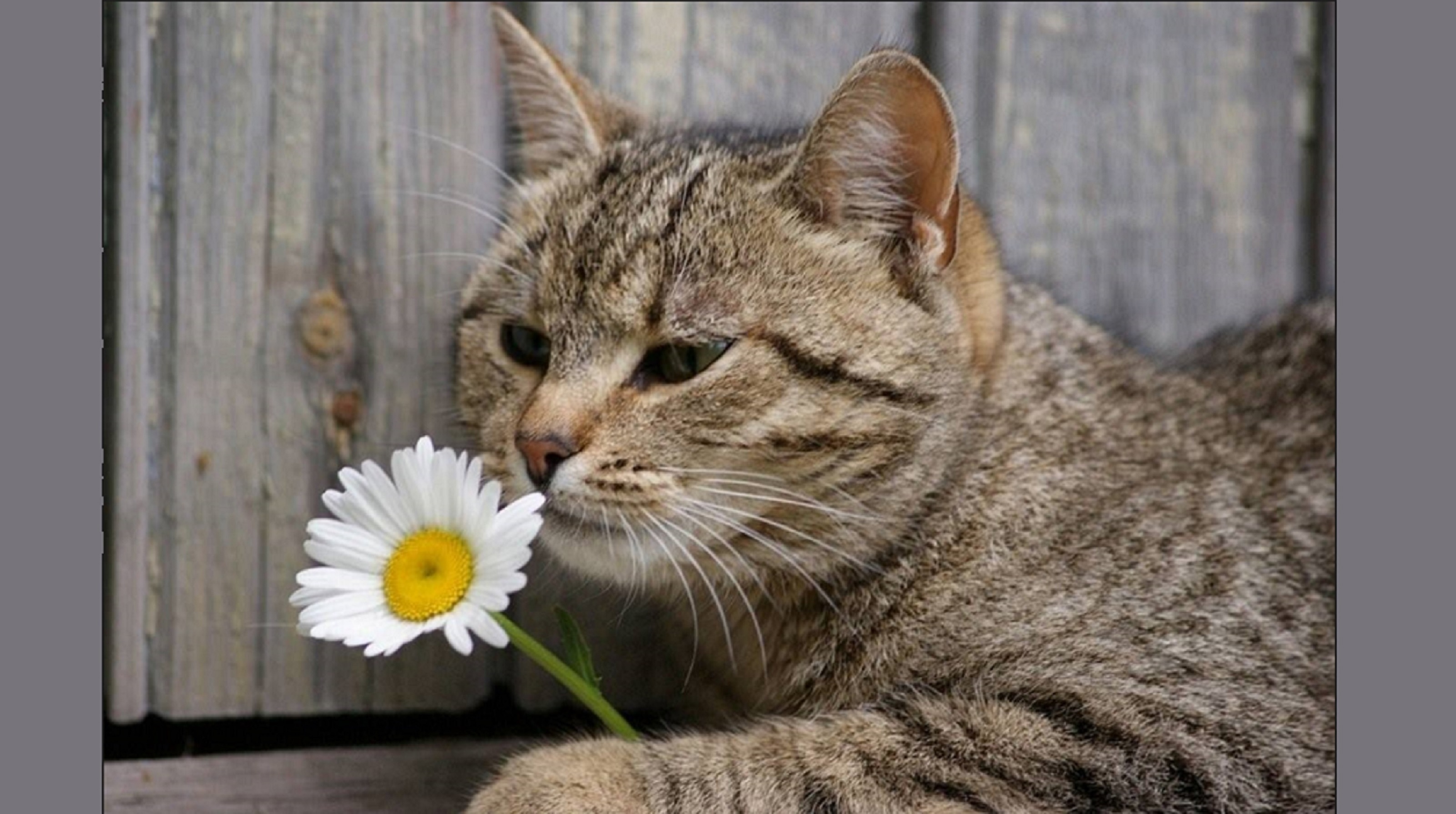 Возьми в лапки. Кошки и цветы. Котик с цветочком. Котенок в ромашках. Кот с букетом ромашек.