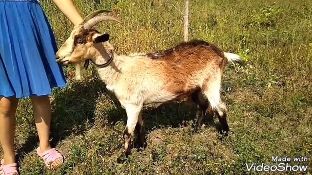 Объявление про коз смотреть онлайн