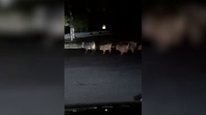 В Сестрорецке водитель встретил стаю кабанов