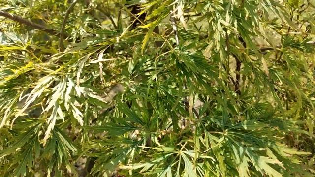 Красивые и Необычные Декоративные Растения в моём Молодом Саду #garden #сад #растения смотреть онлайн