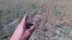 Настройка комбайна Нива СК 5 на уборку гороха - не получается косить озимый горох ''НС МОРОЗ''