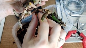 ПЕРЕСАДКА орхидеи Биг Лип в КОКОСОВЫЕ чипсы и ОРХИДПОН в стеклянное КАШПО