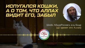 История о человеке, который испугался кошки | Шейх Абдур-Раззакъ аль-Бадр