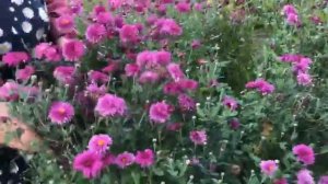 Многолетние цветы около дома хризантемы .