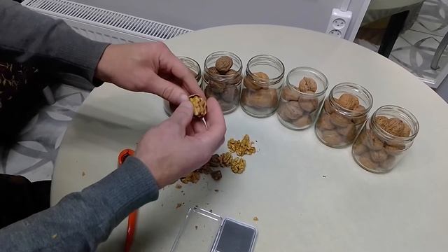 Краткий обзор сортов грецкого ореха Песчанский Чандлер и другие.