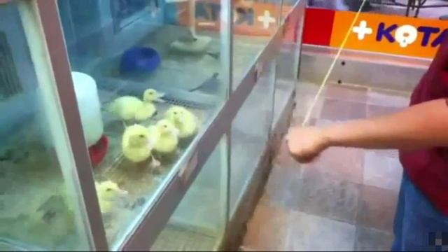 Синхрон от утиной компании(прикол) смотреть онлайн