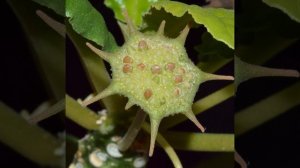 Dorstenia foetida time lapse