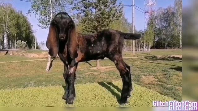 Козлики камори и семья овец породы Кайла продаются смотреть онлайн