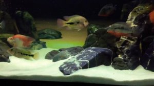 Американские цихлиды 525 литров