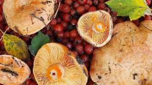 РЫЖИКИ в боярышнике! По грибы по ягоды.