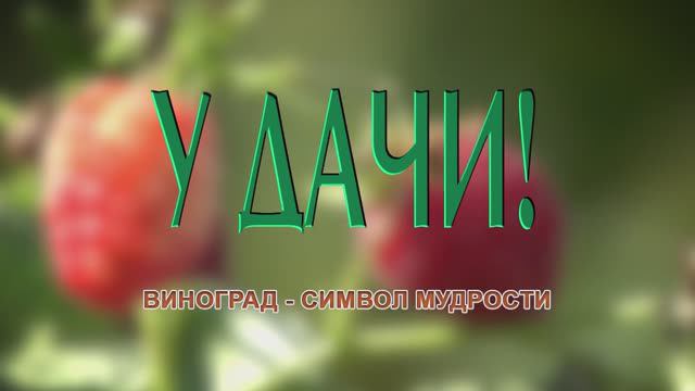 У Дачи! Виноград - символ мудрости