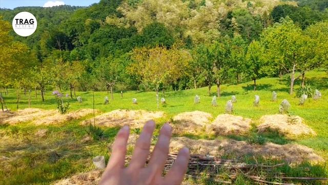 SUNCOKRET KAO NOSAČ BORANIJE (2023) [TRAG BILJKE] смотреть онлайн