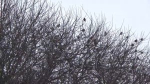 пение воробья воробей чирикает чириканье воробья воробьи чирикают 21 февраля 2021 г