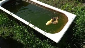 Утята плавают в ванной в огороде, первый раз в воде.
